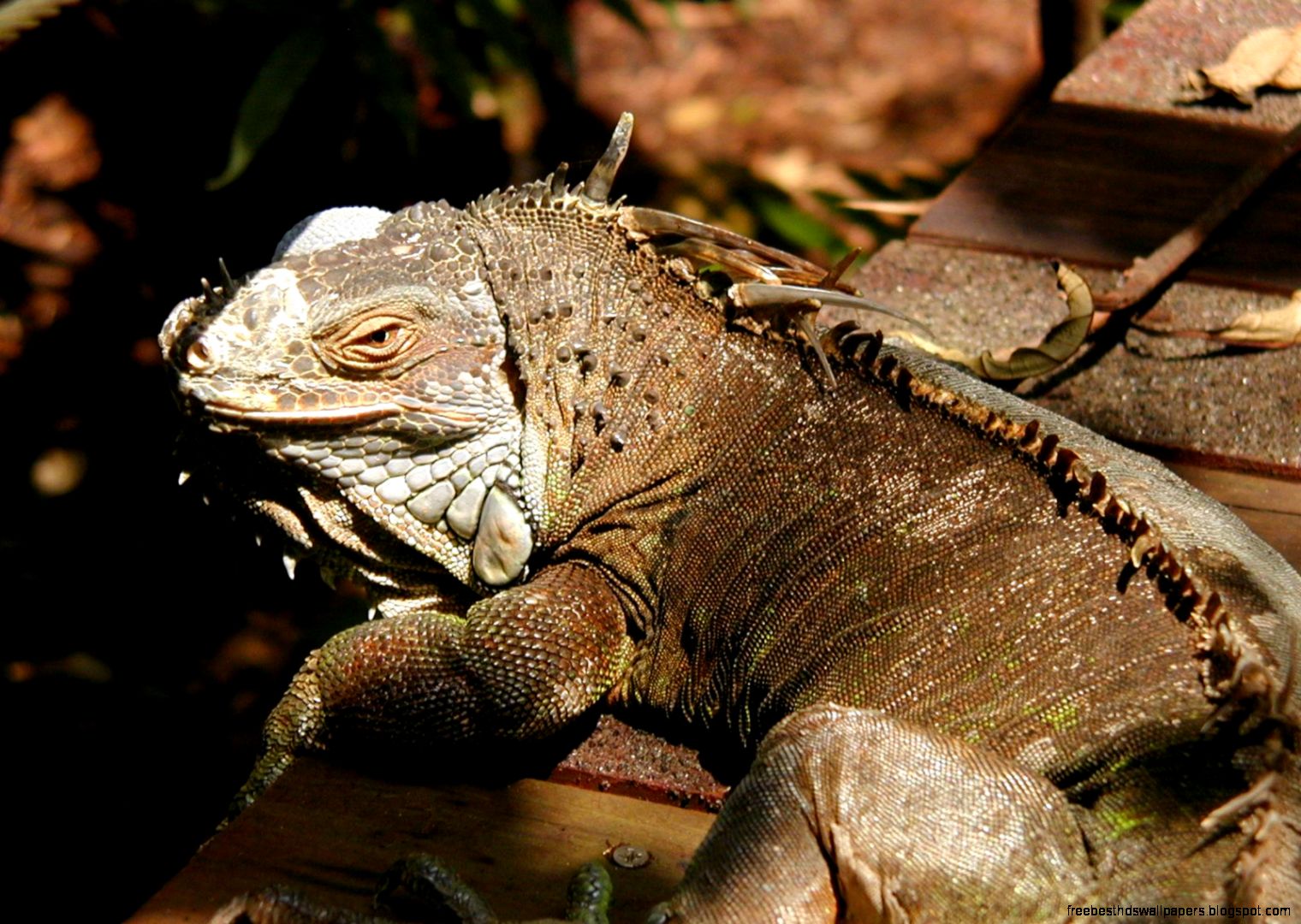 Brown Iguana