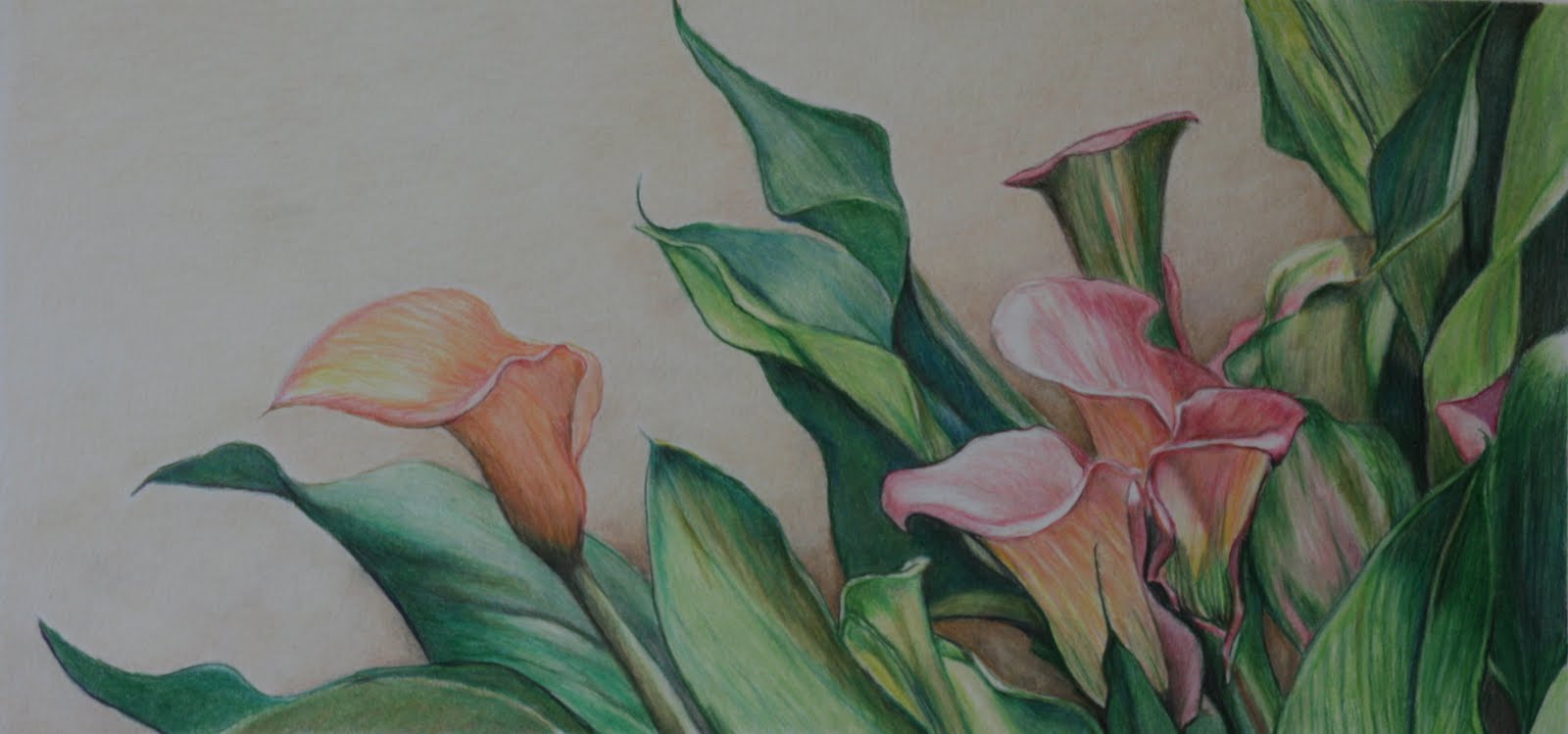 Art by Charlotte Yealey "Calla Lilies" Colored Pencil by Charlotte Yealey