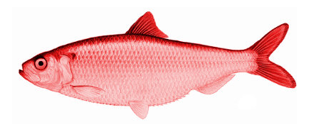 red+herring.png