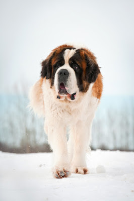 A St. Bernard in a snowy landscape is a metaphor for the grief we feel when losing a pet