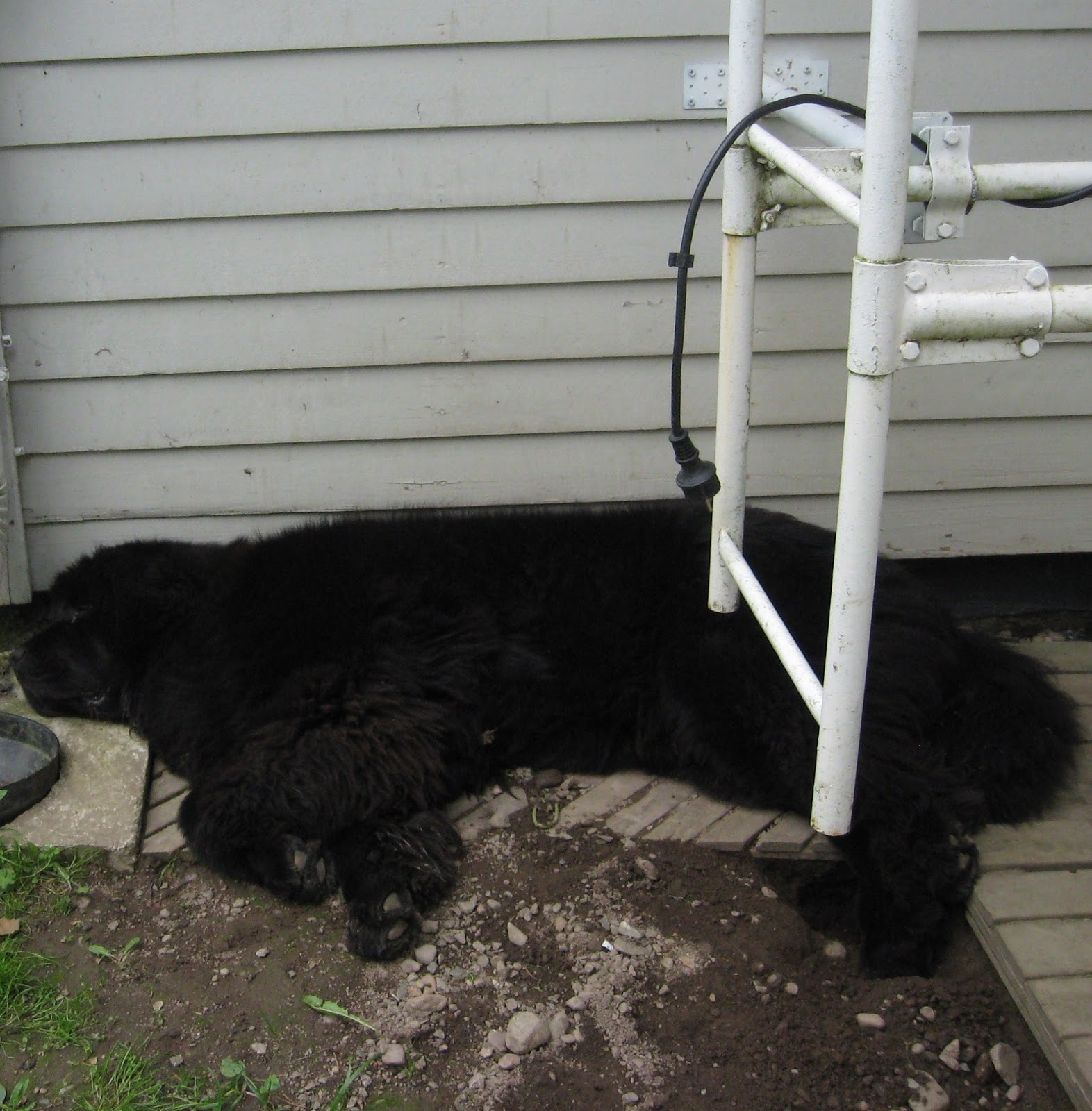 MAIKUN KUKKA JA RISU VARJOON..SUOJAAN AJATTELEE AMOS JA AMADEUS