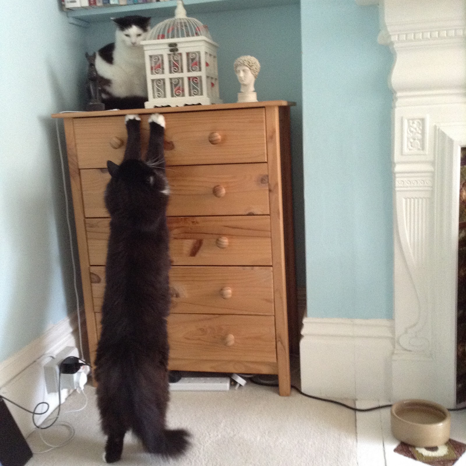 craftycatscorner AT LEAST 3ft TALL.