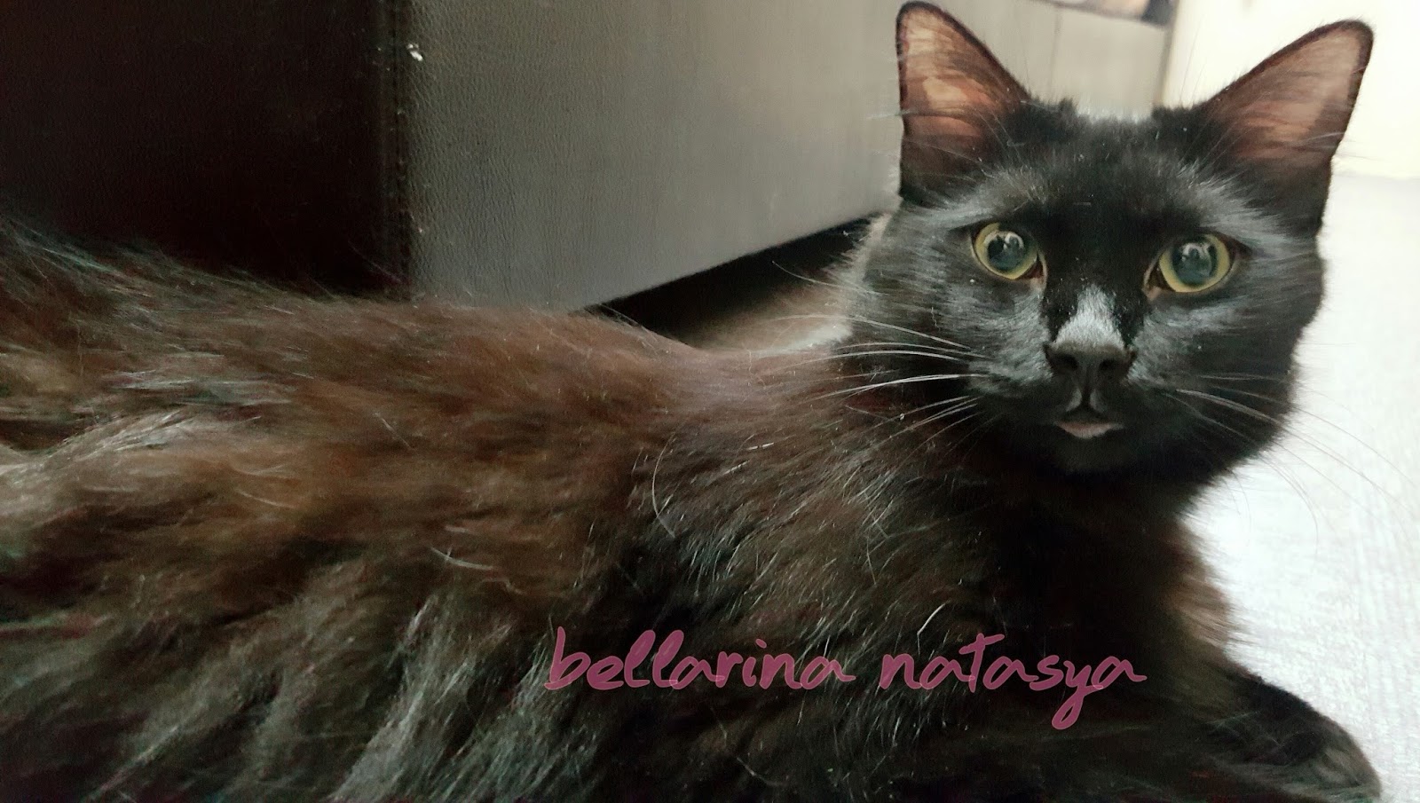 Bibir Kucing Bengkak Swollen Bottom Lips Ini Adalah Bellarina Natasya