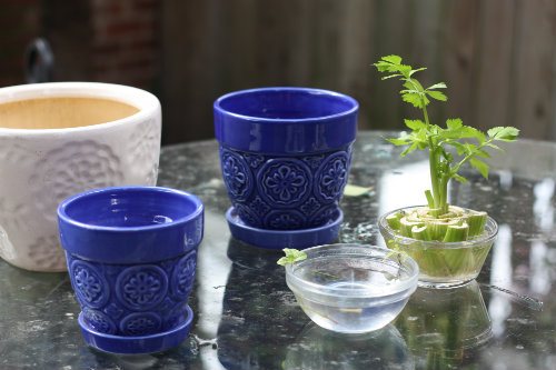 Goodyfoodies My Herb Fruit Garden