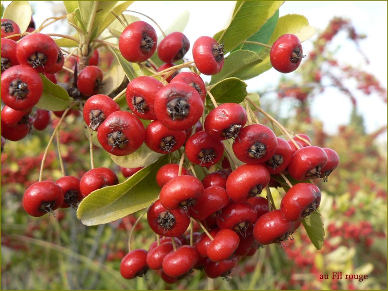 French Vocabulary Illustrated baie (fruit)