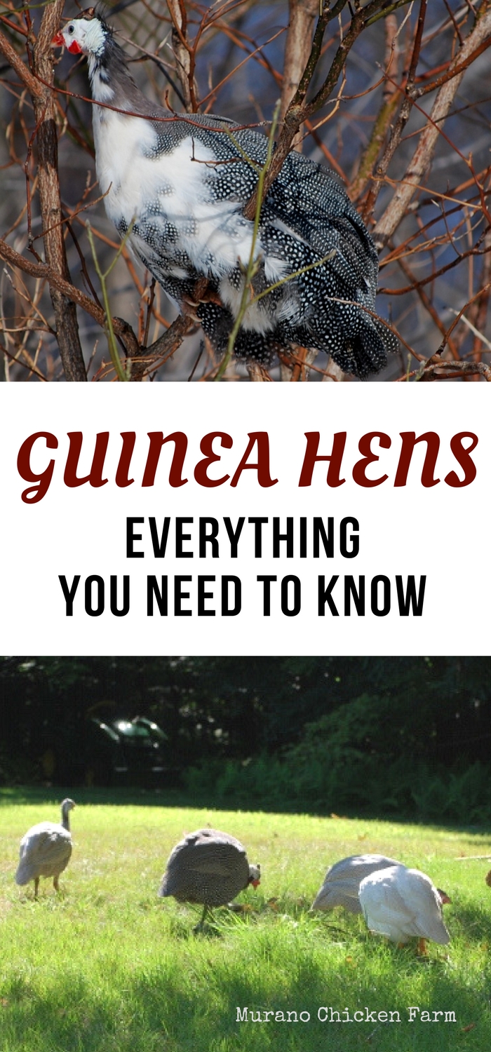 Guinea hens Everything you need to know Murano Chicken Farm