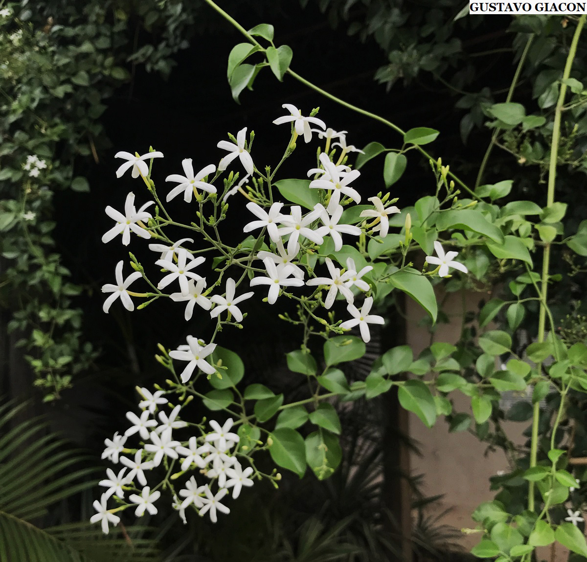 Viveiro Ciprest - Plantas Nativas e Exóticas: Jasmim dos Açores ou do Rio (  Jasminum azoricum )