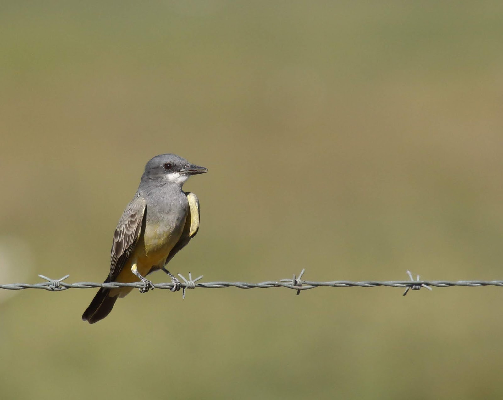 Another 10 common backyard birds of San Diego Greg in San Diego