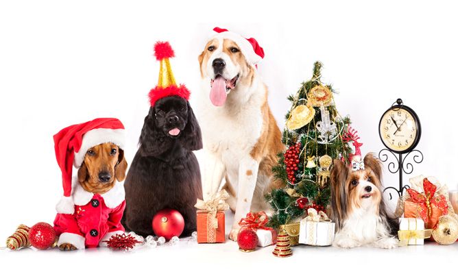 mascotas navidad