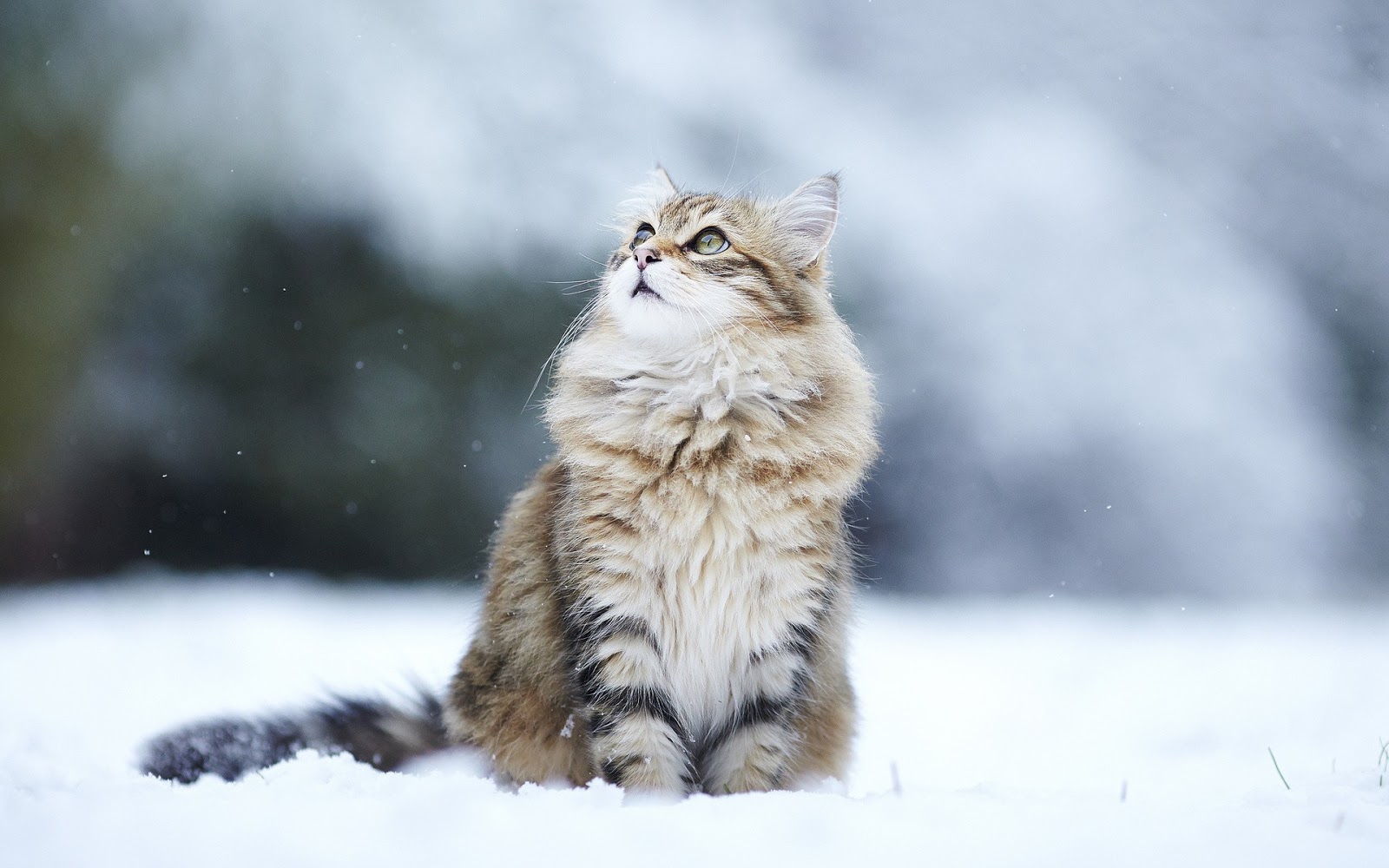 Everything about your Siberian Cat Love Cats