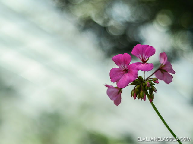 Singapore | Gardens by the Bay