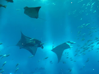 S.E.A Aquarium S.E.A Aquarium