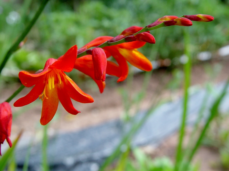Mascotas y muchas más cosas VARA