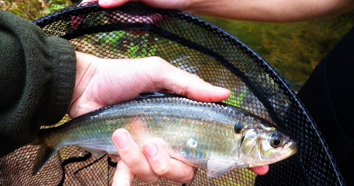 Connecticut Fly Angler A First Blueback Herring