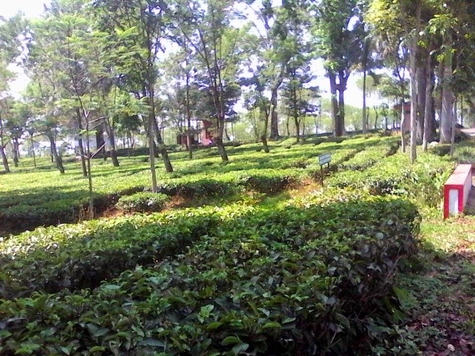 java tea plantation