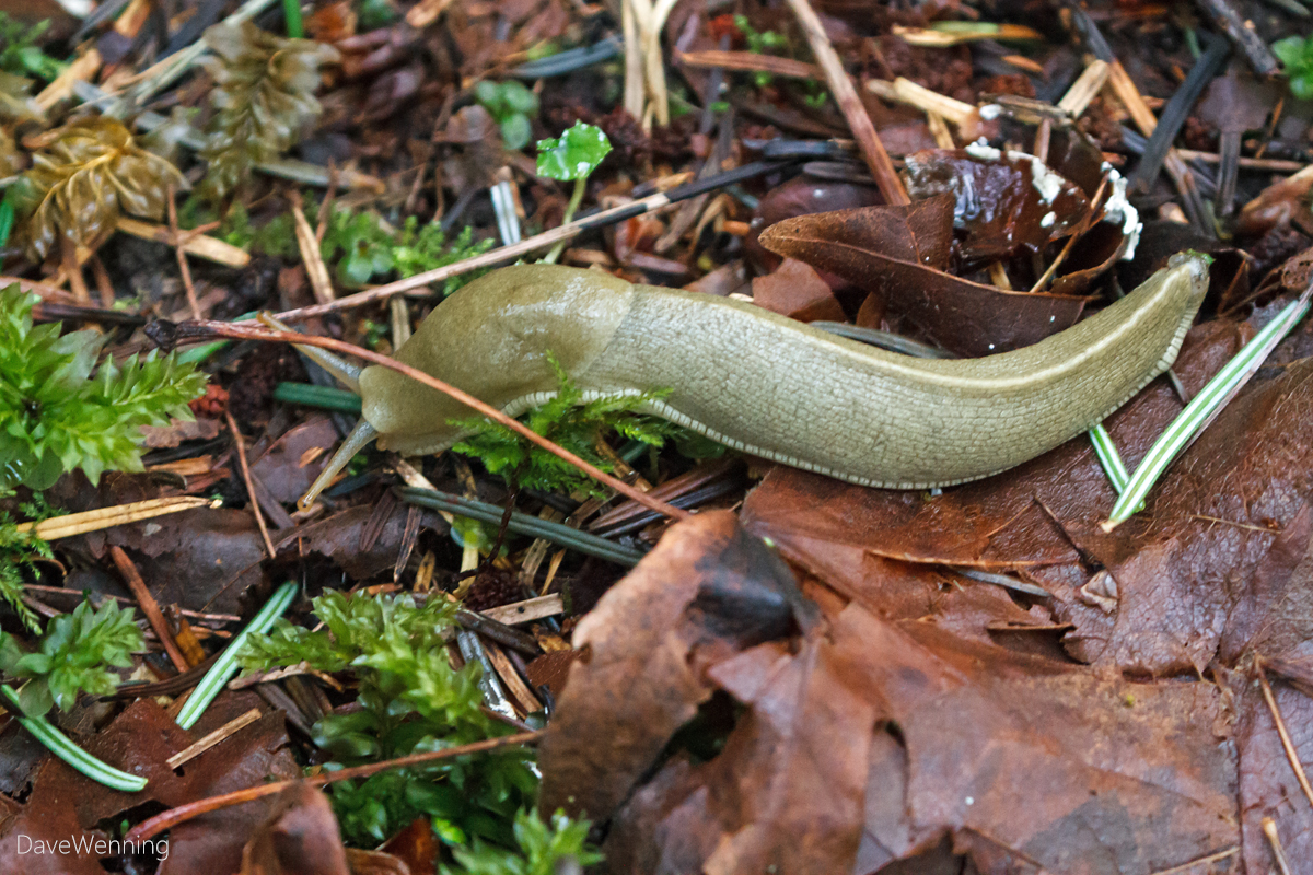 Banana Slug (Ariolimax columbianus)