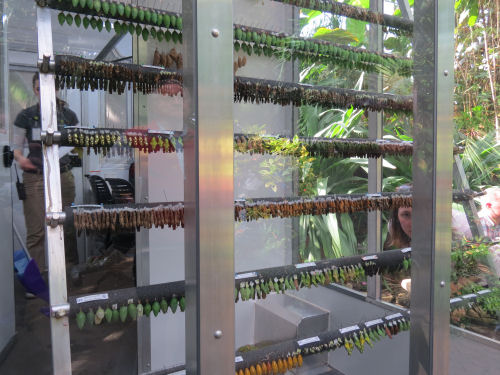butterfly chrysalises
