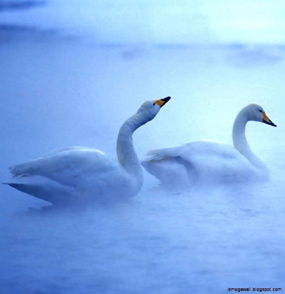 Lovely Swans Wallpapers | Mega Wallpapers