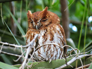 Female Red Morph Eastern Screech Owl