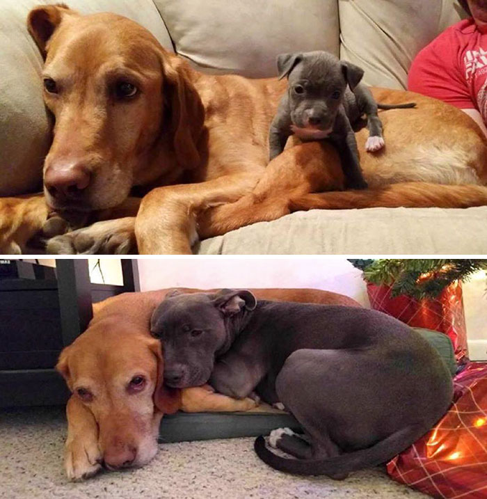 50 Heart-Warming Photos of Animals Growing Up Together - Then And Now 50 Heart-Warming Photos of Animals Growing Up Together - Then And Now