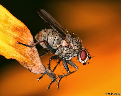 macro photography