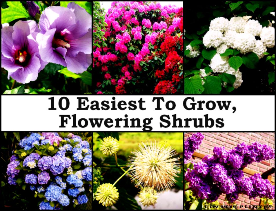 10 Easiest To Grow Flowering