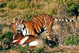 Pengertian Seleksi Alam (Simbiosis Parasitisme, Kompetisi, Predasi