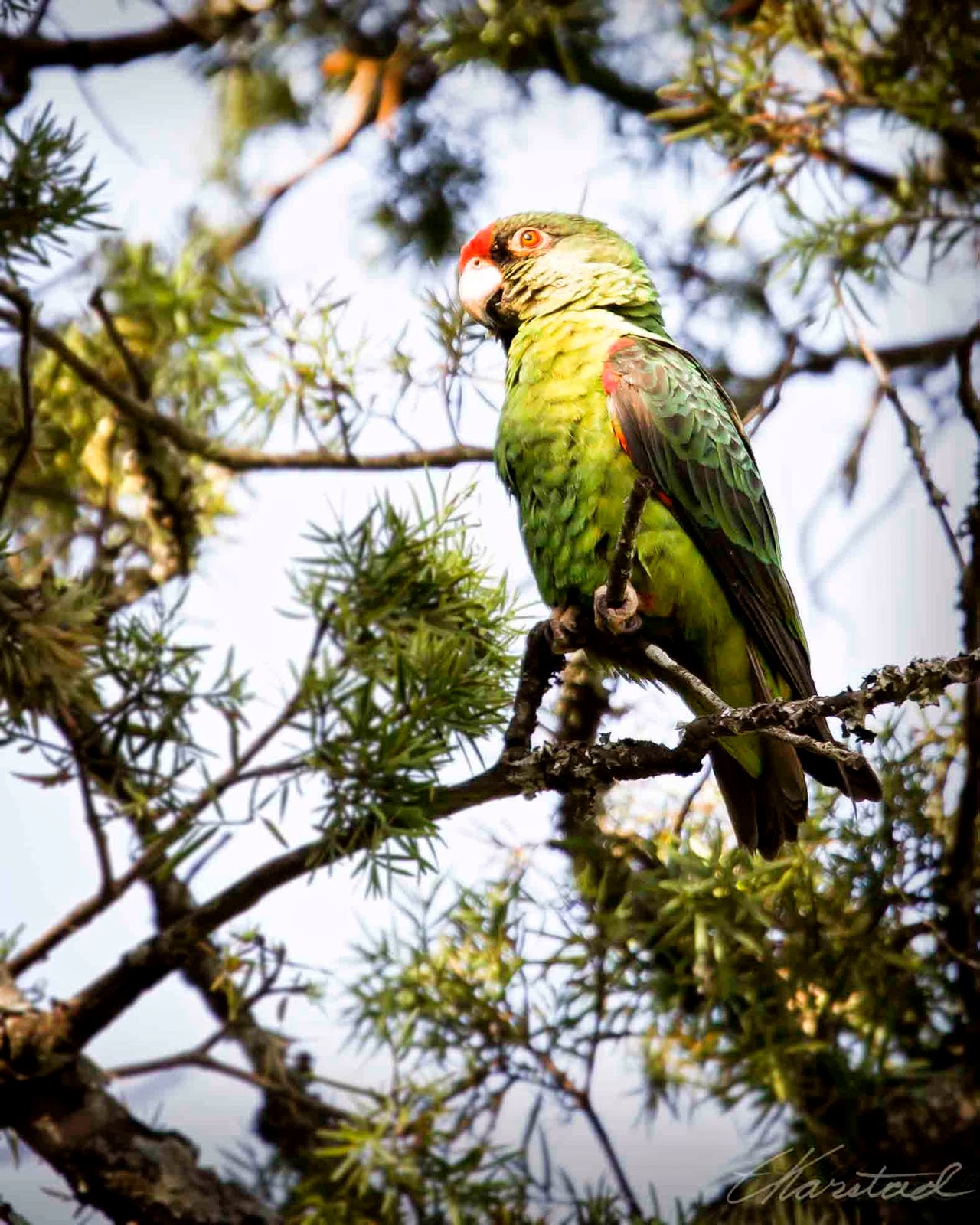 Elsen Karstad's 'Pic-A-Day Kenya': Red-Fronted Parrot, Mt. Kenya