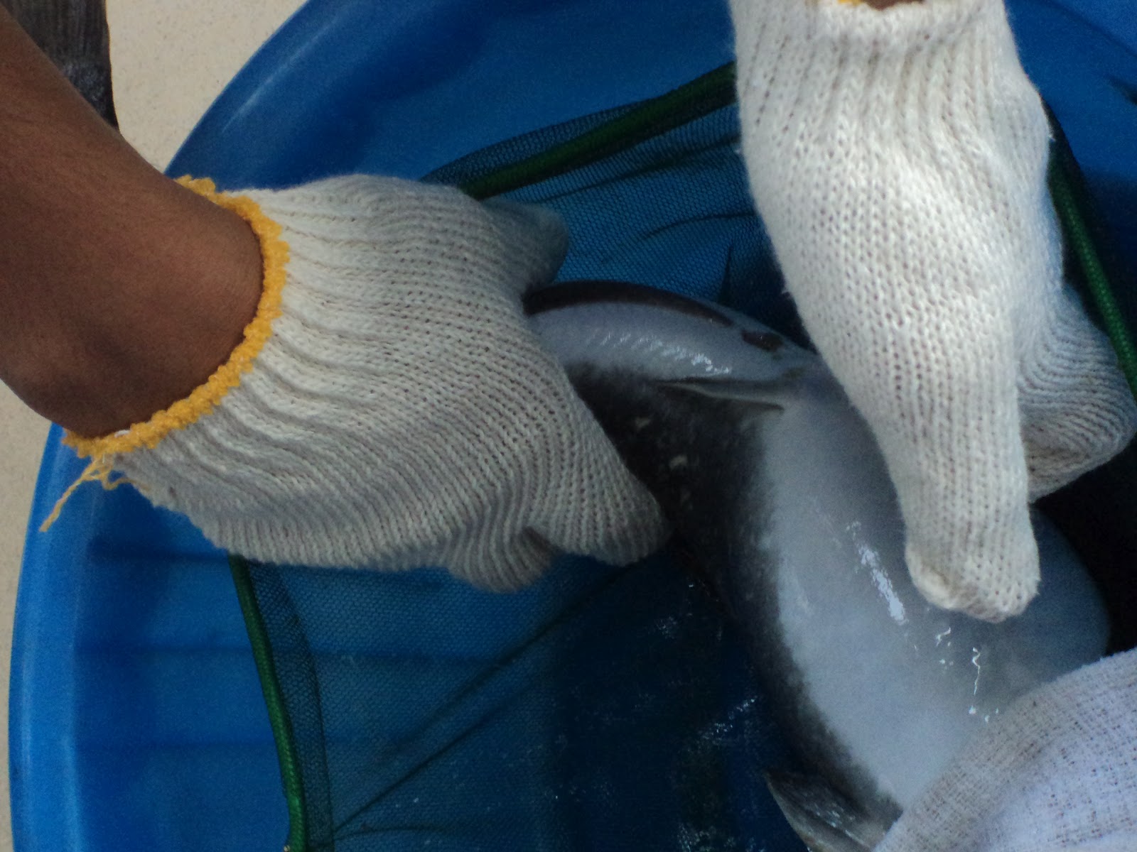 Kelah, Biotechnology, Aquaculture, Mariculture & Me African Catfish