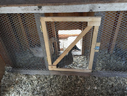 aarp founder chicken coop 8