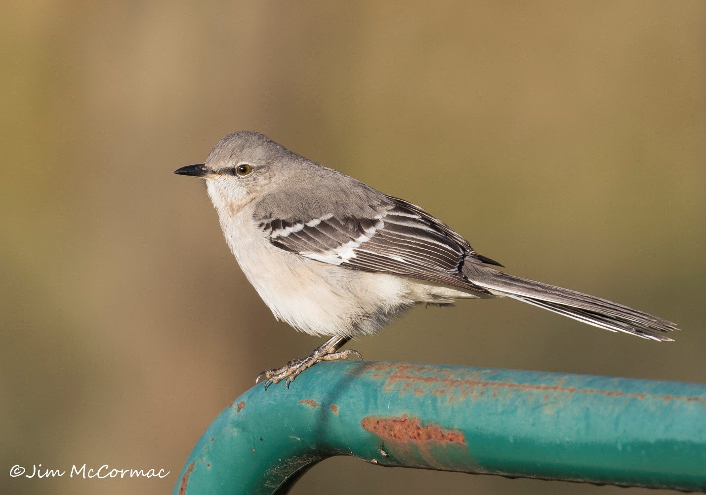 Ohio Birds and Biodiversity Northern mockingbird defends multiflora
