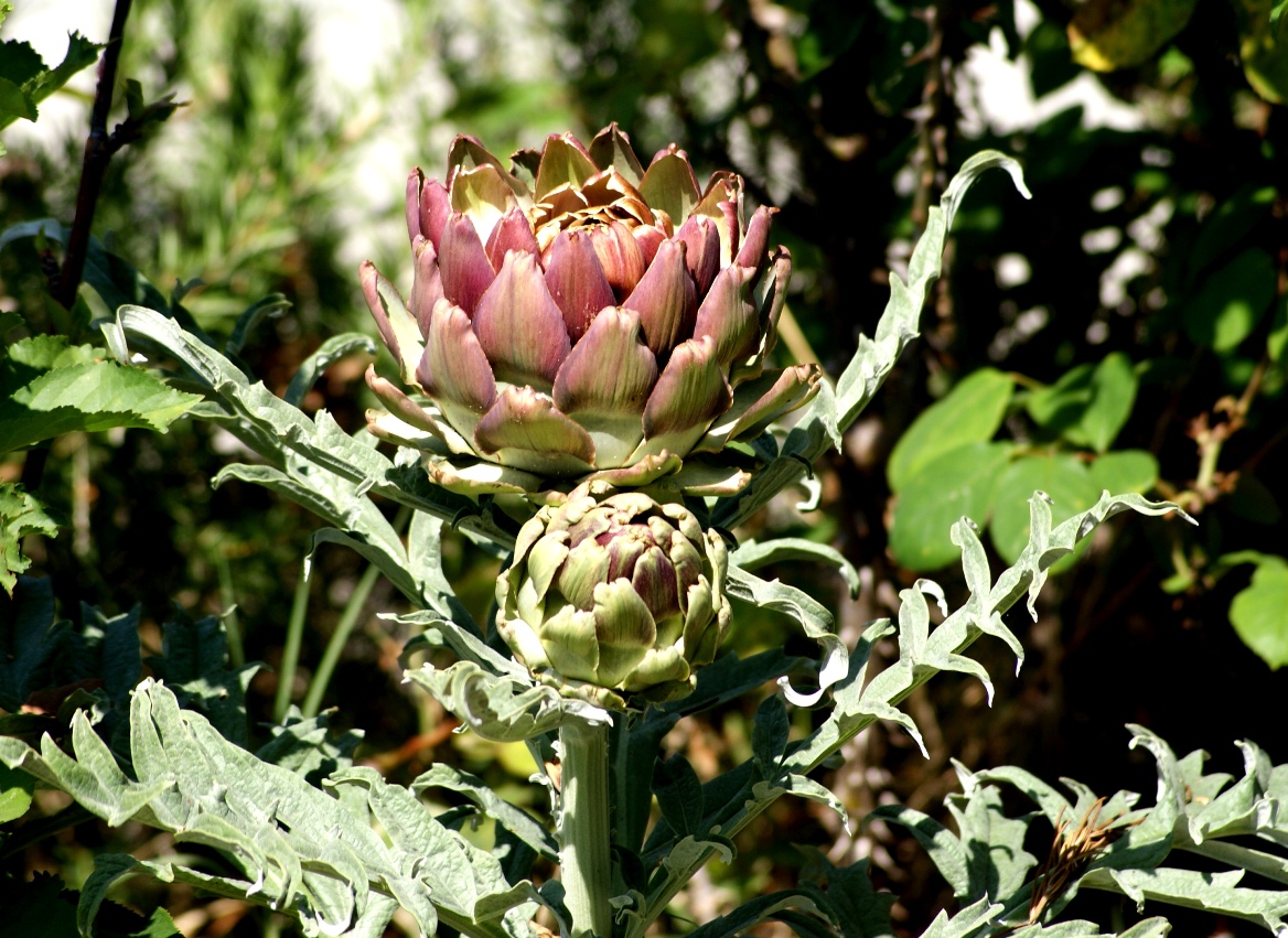 A photo, A thought&hellip;&hellip;&hellip;&hellip; Plant Globe artichoke