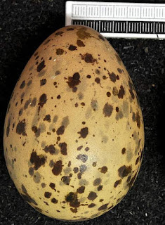 Larus fuscus egg
