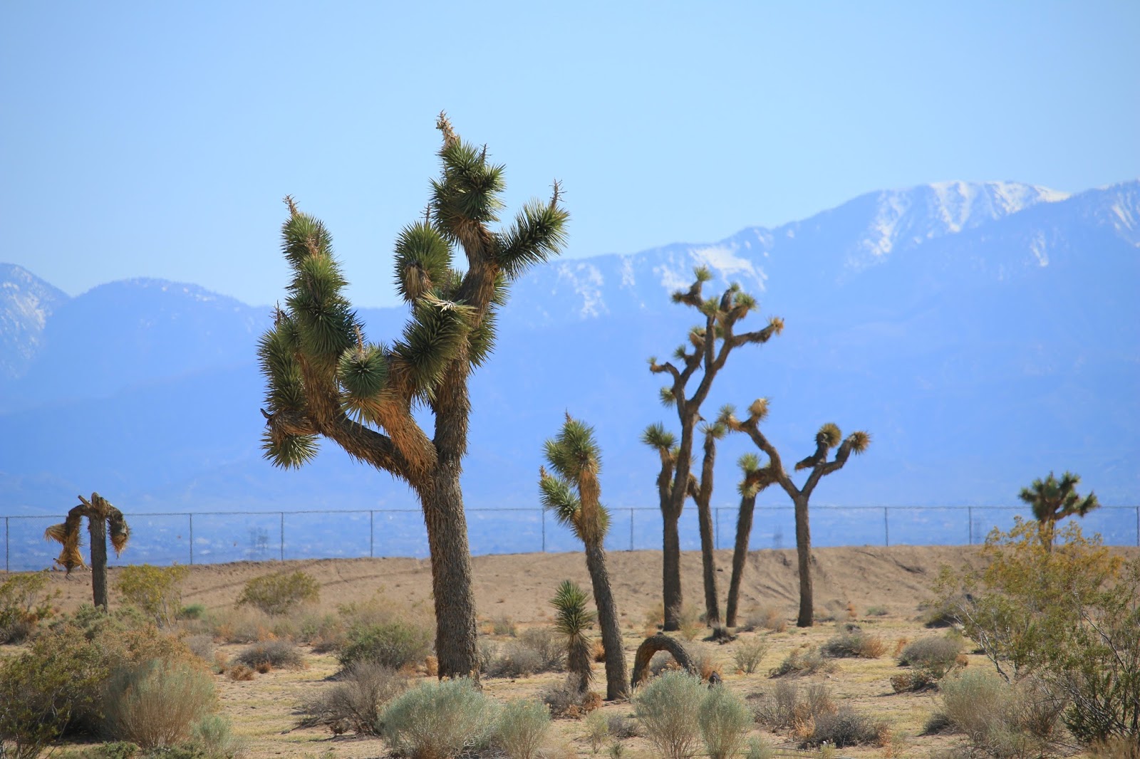 Travels with Twinkles Adelanto and Victorville, California