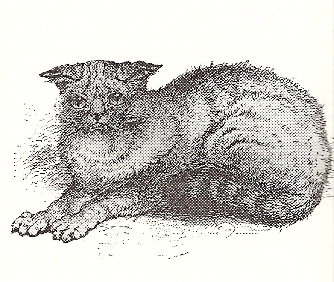 touch of fur Curious LongHaired Cats