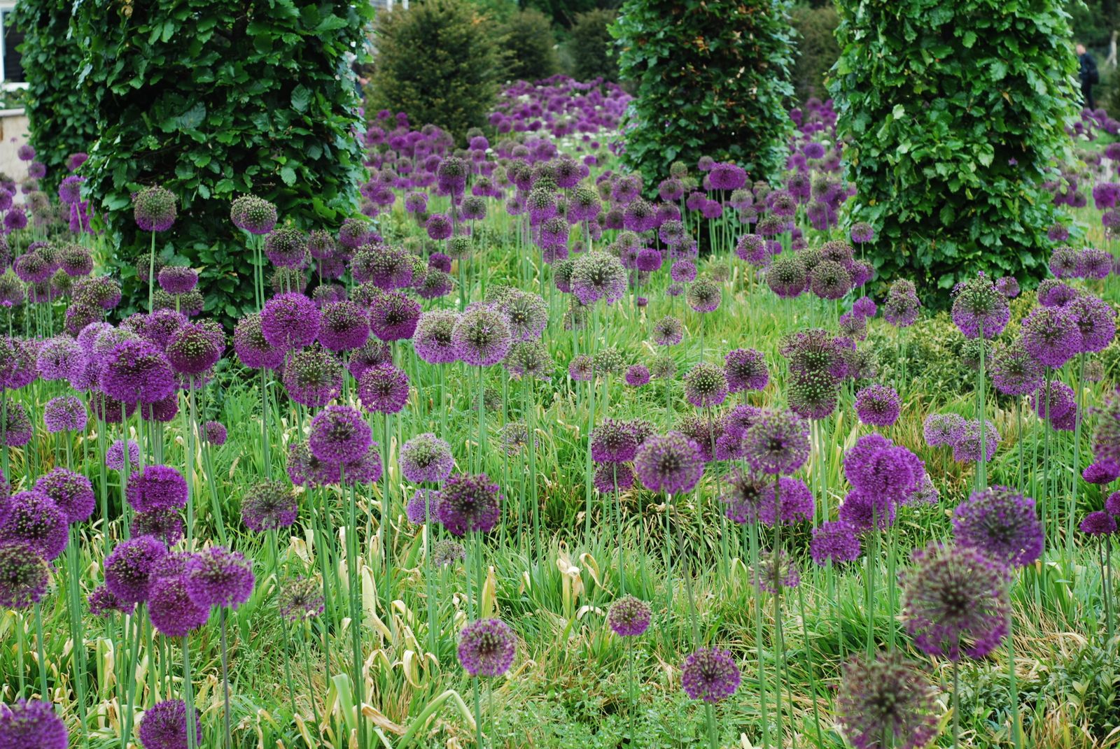 Allium Purple Sensation 40 Flower Bulbs