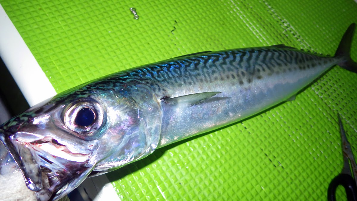 サバ 湘南 ギャロップ60g サバ 湘南 ギャロップ60g