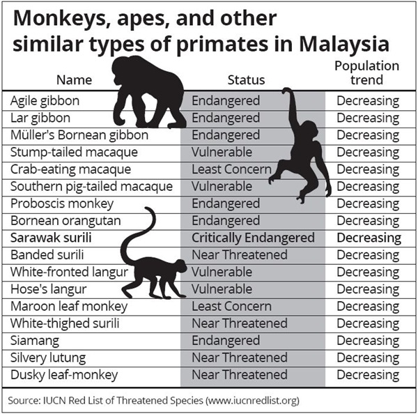 wildsingapore news Malaysia ‘Our monkeys are at risk’