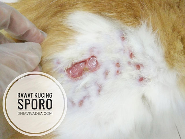 Kos Rawat Kucing Sporo Guna Ubat Antifungus Dan LIV52 Murah Jer 4