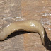 IF YOU SEE ONE OF THESE SLUGS INSIDE YOUR HOUSE, CALL POLICE IMMEDIATELY!
