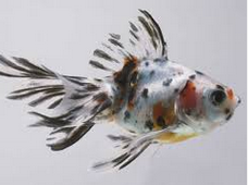 Jenis Ikan koki Ekor Kipas - Ikan Hias Air Tawar Laut dan Aquarium