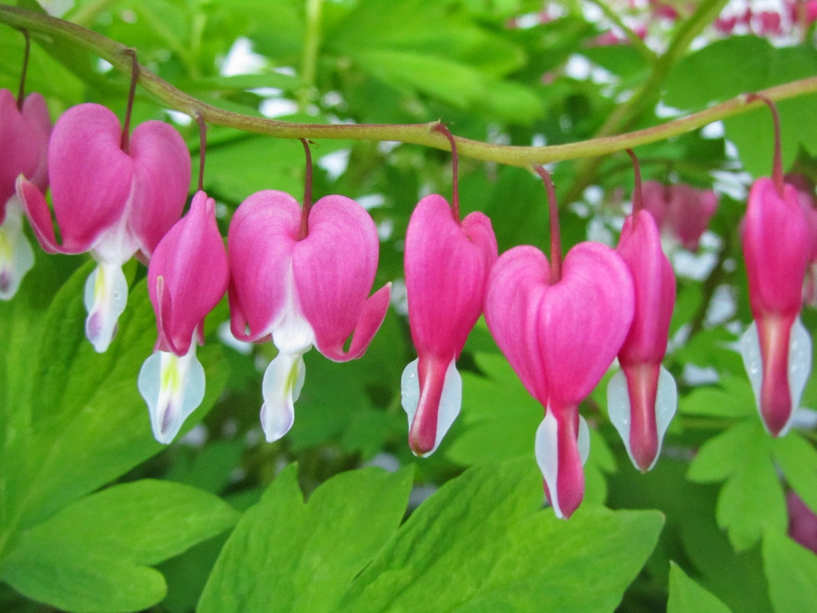 Four Hills of Squash Dicentra Spectabilis 'Gold Heart'