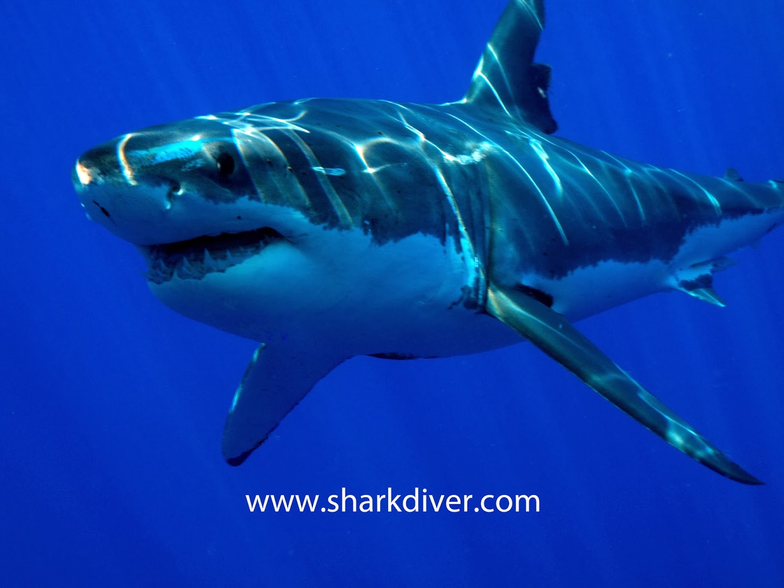 Shark Diver : Shark Diving : Swimming With Sharks: Another catch and