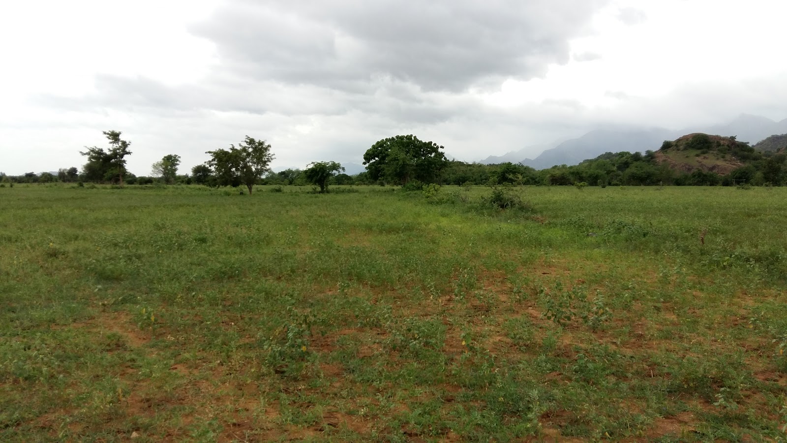 AGRI LANDS 32 ACRES CHEAP FERTILE AGRI LAND FOR SALE WITH FREE ELECTRICITY