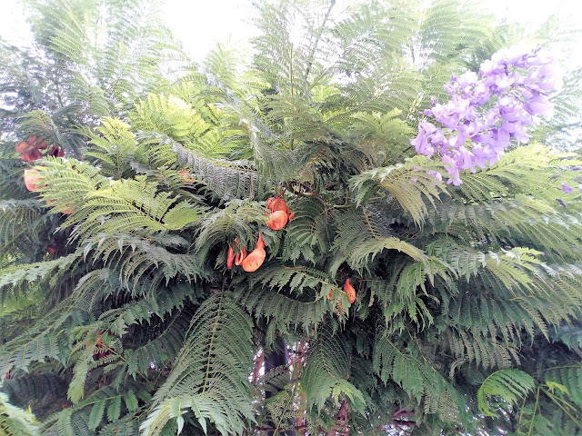 Jacaranda (Jacaranda mimosifolia D.Don.).