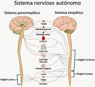 Resultado de imagen de que es el sistema nerviosos autonomo