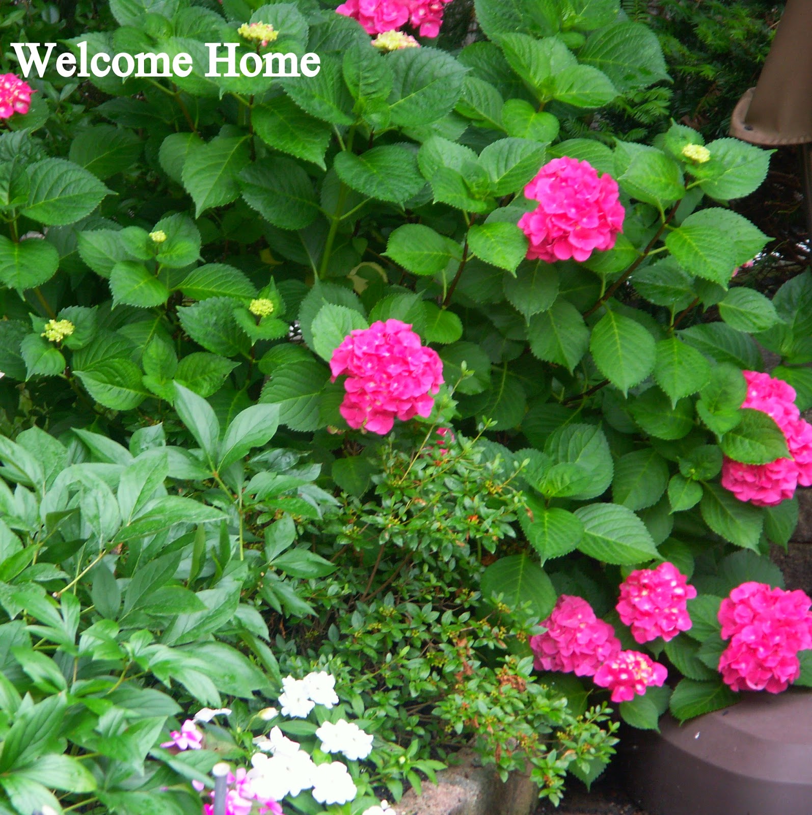 How To Save Drooping Hydrangeas After Cutting The Kim Six Fix