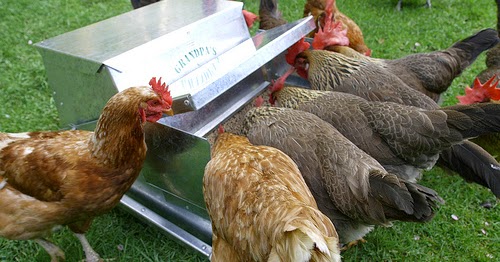 Countrified Hicks Grandpa S Feeders Giveaway Valued At Over 600