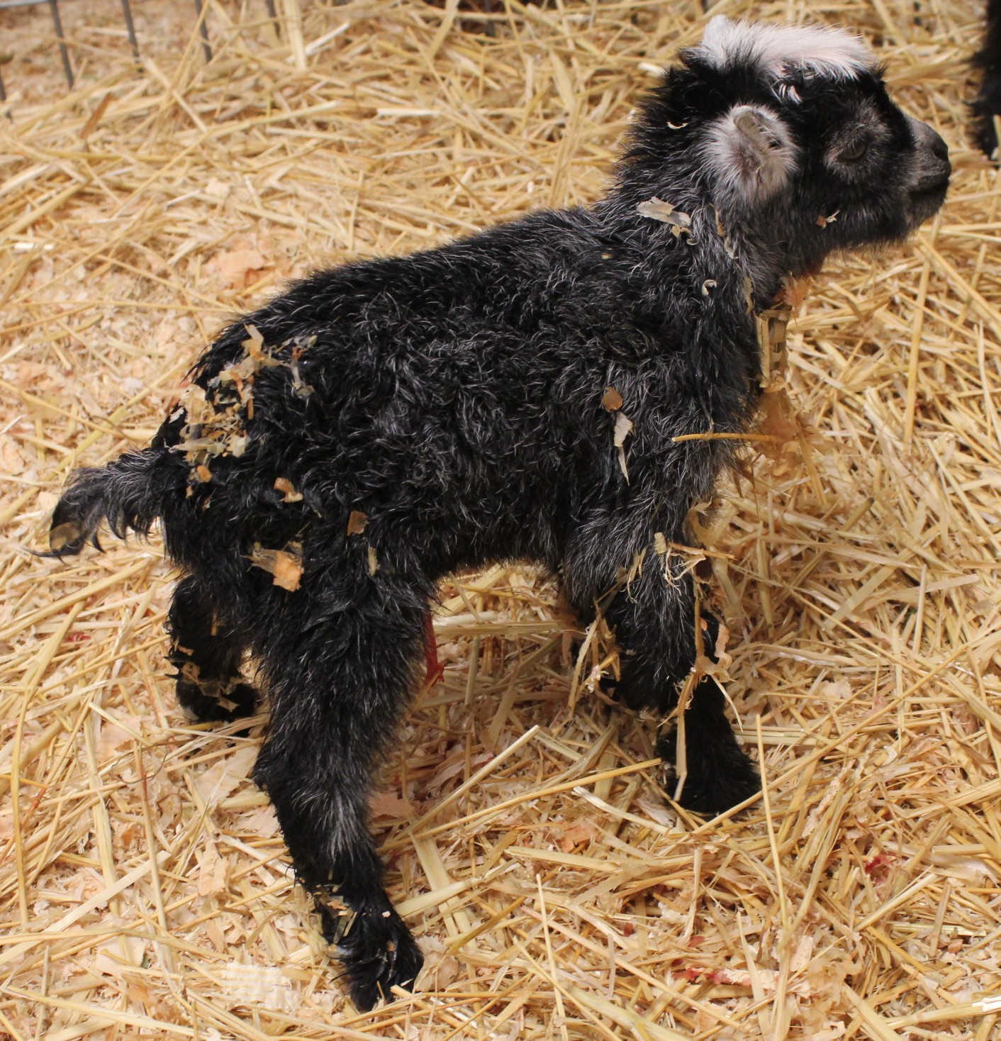 Amber Waves Pygmy Goats New Arrival Black Agouti Buck Kid