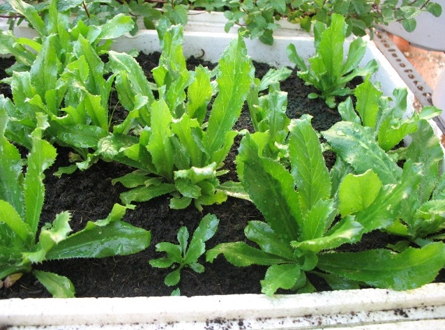 Cách trồng các loại rau gia vị tại nhà đơn giản thuận tiện